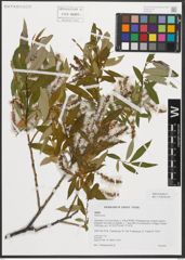 Foto von Salix triandra L.